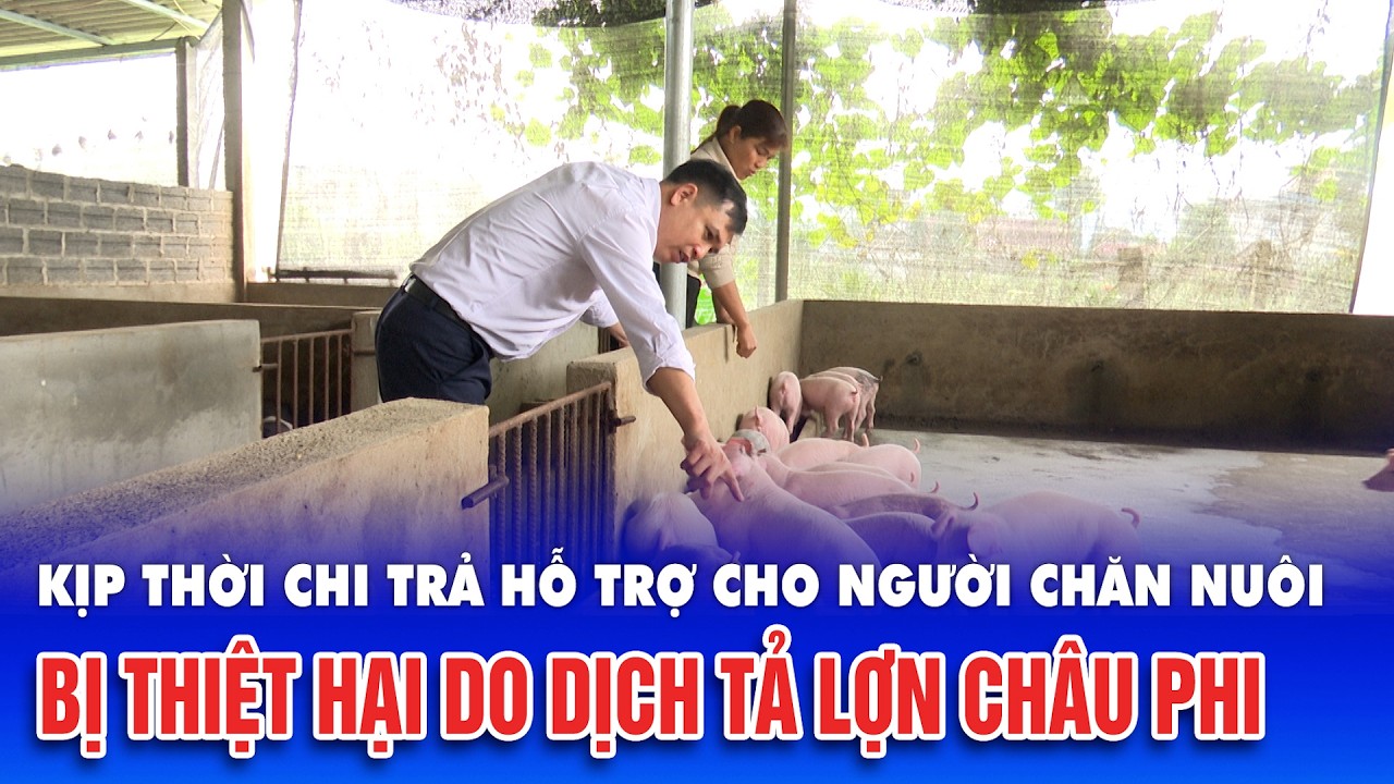 Kịp thời chi trả hỗ trợ cho người chăn nuôi bị thiệt hại do dịch tả lợn châu Phi