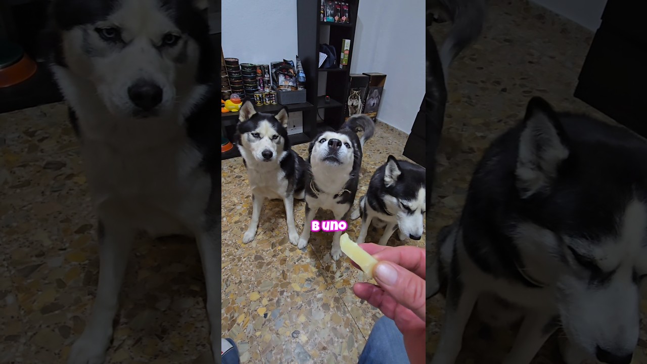 &iquest;Qui&eacute;n ser&aacute; el m&aacute;s listo? El 'reto del queso' para perros