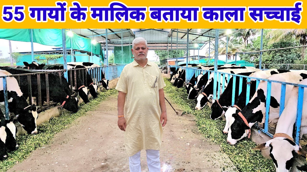 55 गायों के मालिक ने बताया काला सचाई | डेरी फार्मिंग व्यवसाय | dairy farming india