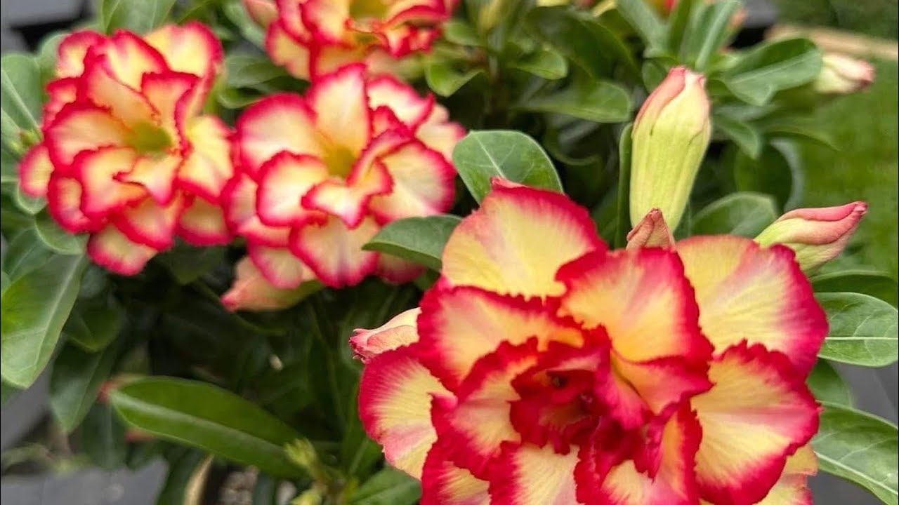 A MELHOR ADUBAÇÃO E DE USO SEMANAL PRA ROSA DO DESERTO EXPLODIR DE FLORAÇÃO | 3 super dicas