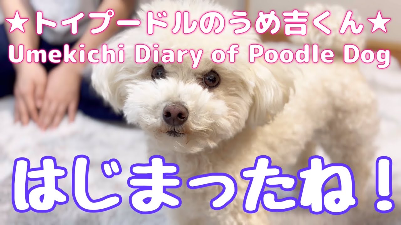 はじまったね！ ★トイプードルのうめ吉くん(1932日目)★Umekichi Diary of Poodle Dog