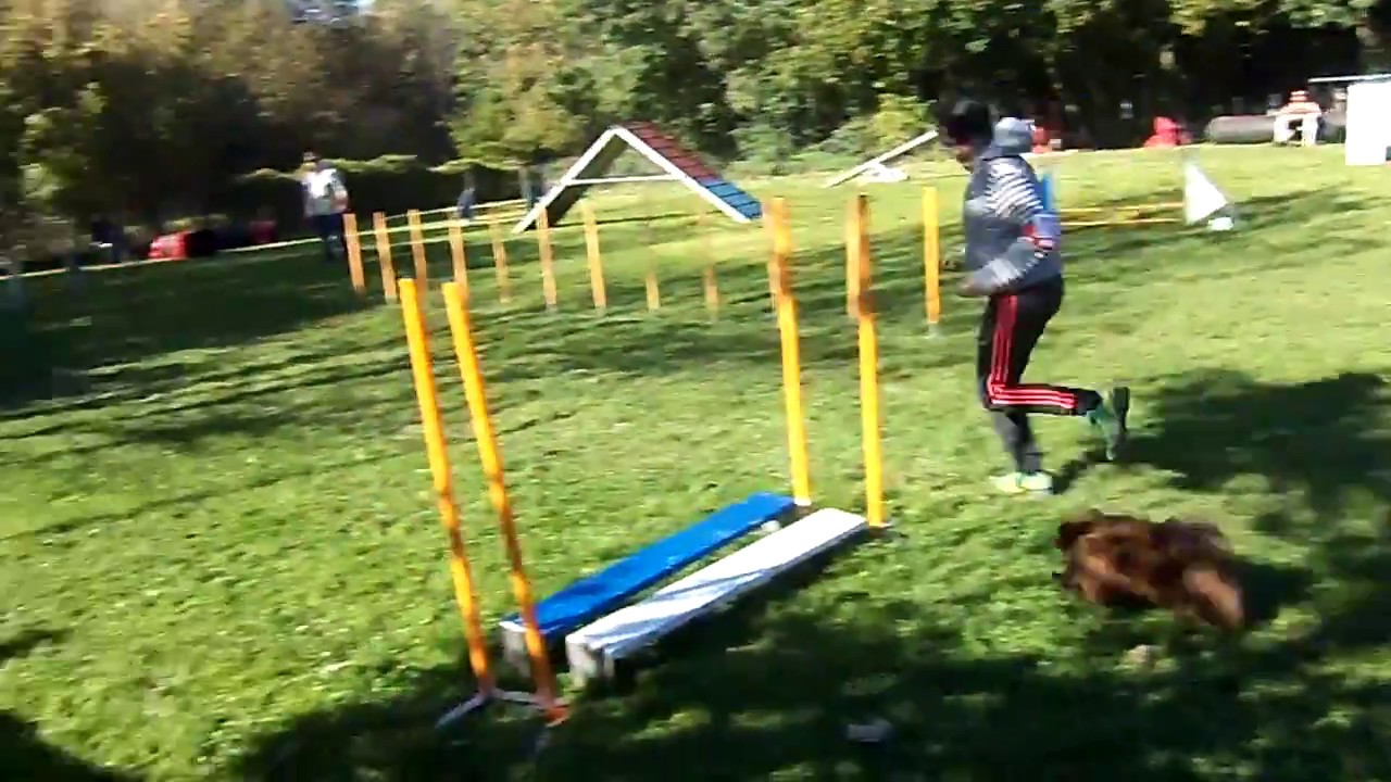Agility spitz allemand