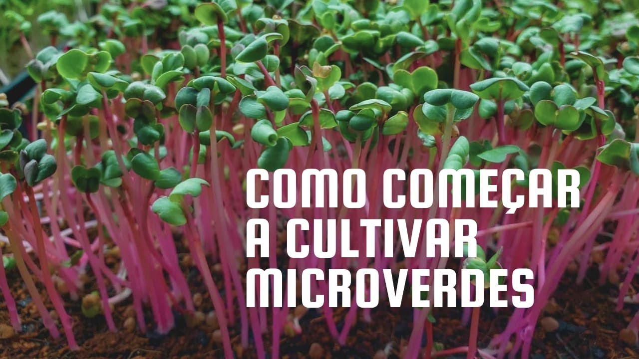 COMO COMEÇAR A CULTIVAR MICROVERDES (E COMO COMECEI A CULTIVÁ-LOS)