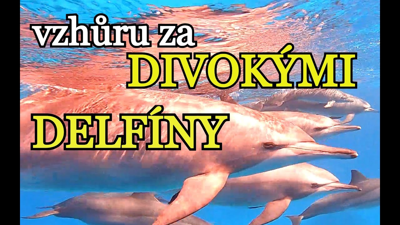 DOVOLENÁ EGYPT 2024 MARSA ALAM | Plavání s divokými delfíny | Dům delfínů se Scuba world