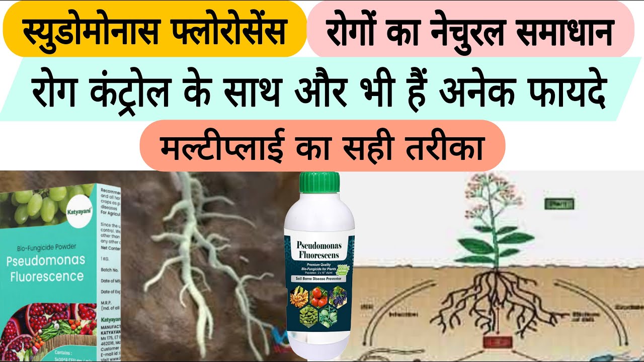 स्युडोमोनास फ्लोरोसेंस ( pseudomonas fluorescence) रोग कंट्रोल का नेचुरल और सस्ता तरीका |