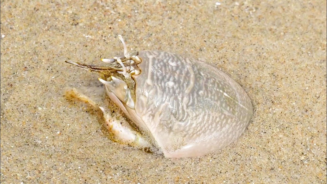 Sand Crabs - A Backwards Life - CAPTURED!!