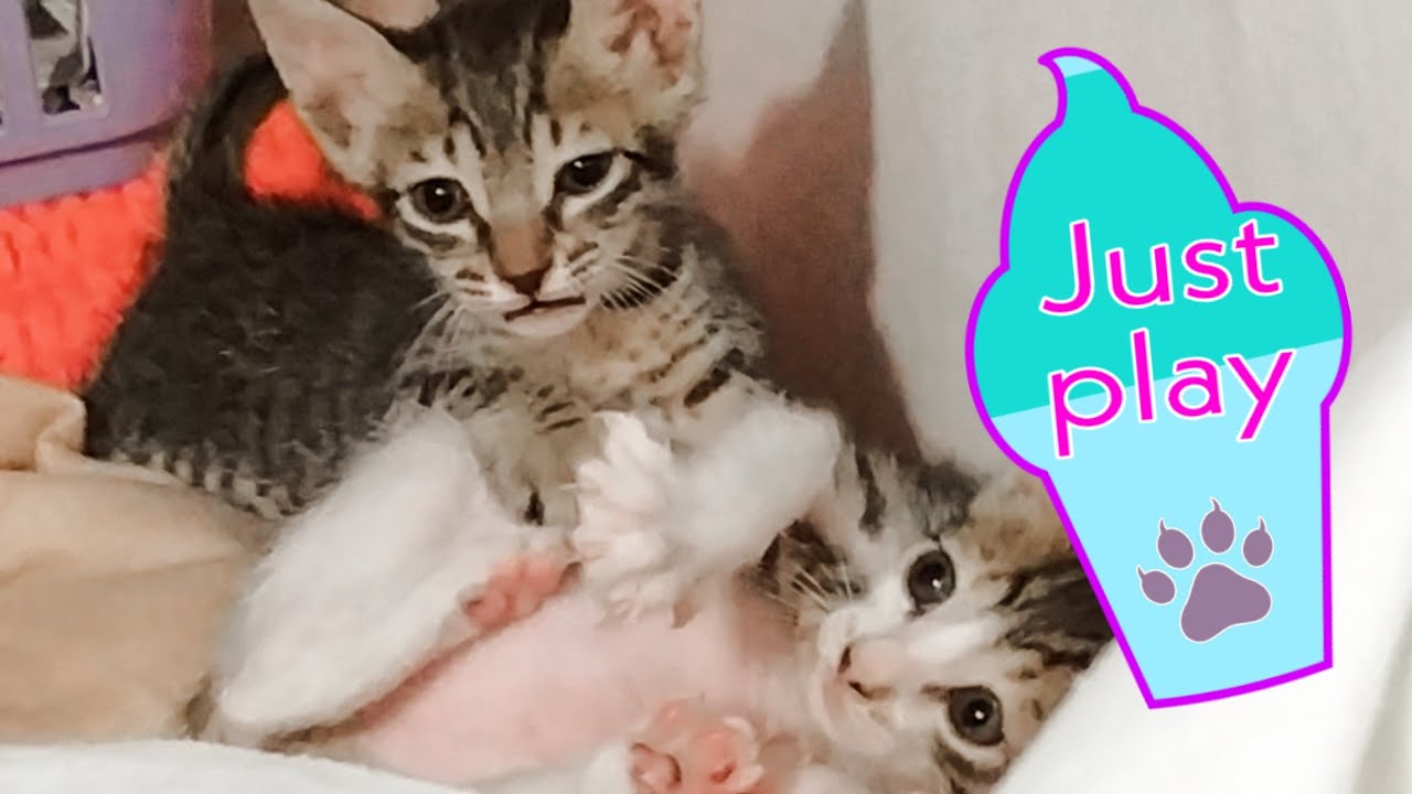 Just playing | rescue kitten | kelly and kitty