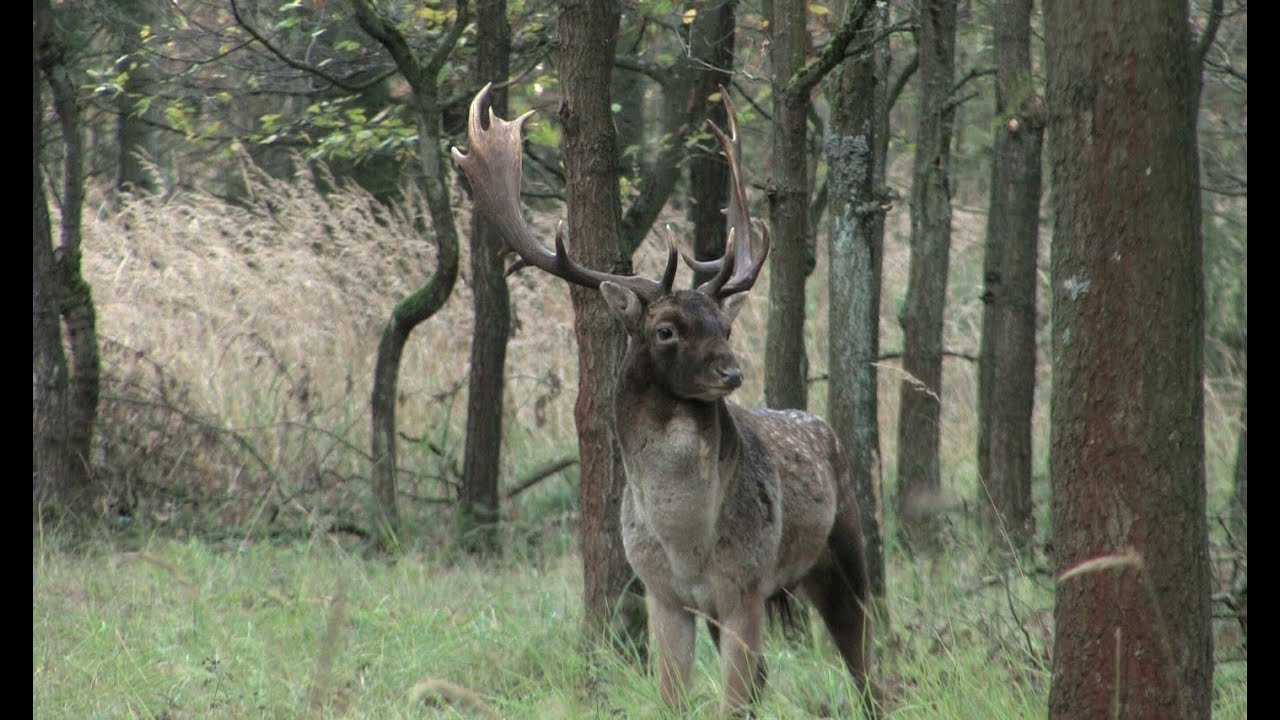 Damhirsch in der Brunft - fallow deer in rutting season (dama dama)