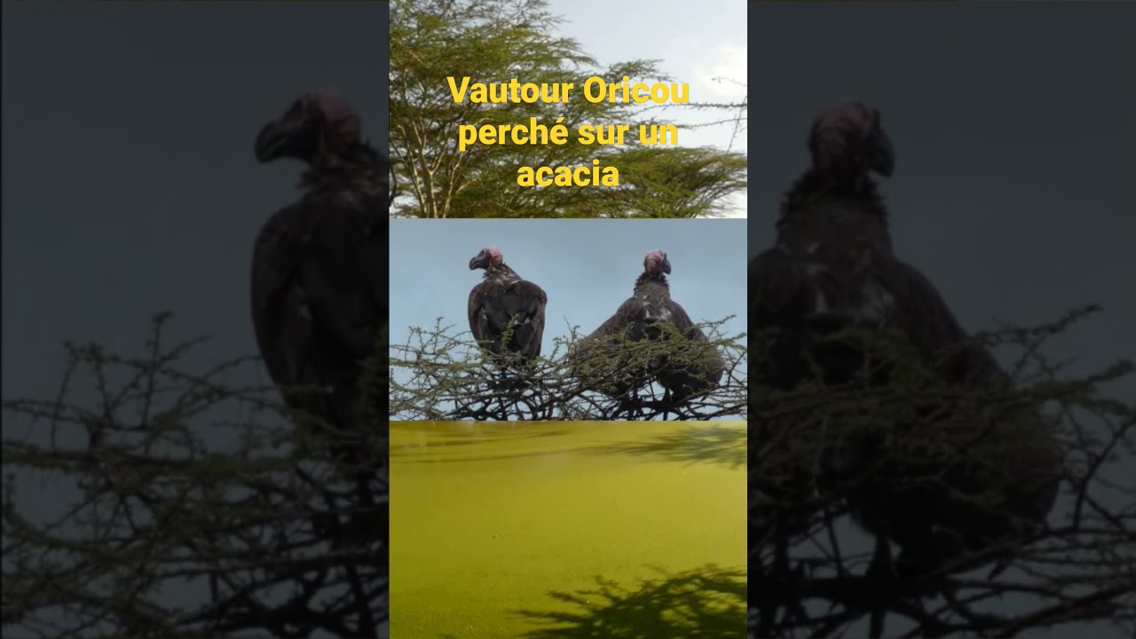 Vautour Oricou perch&eacute; sur un acacia #safari #animauxsauvages #oiseaux #birds #serengeti #vautours