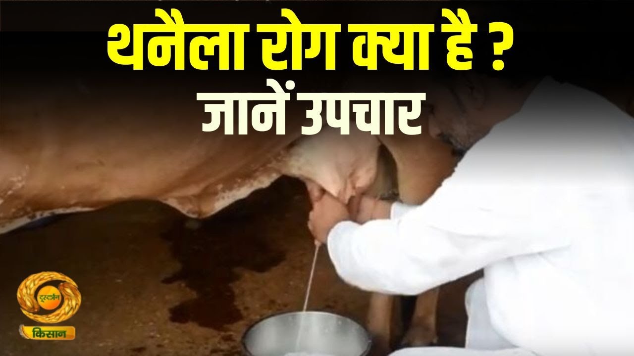 Mastitis Treatment in Cow & Buffalo | थनैला रोग क्या है ? जानें उपचार | Farmer News | DD Kisan