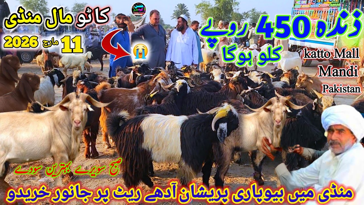 11 March 2026 katto Mall Mandi Wednesday Mandi pakistan پنجاب کی بڑی کاٹو مال کی منڈی Rate 14 hzar 🤔