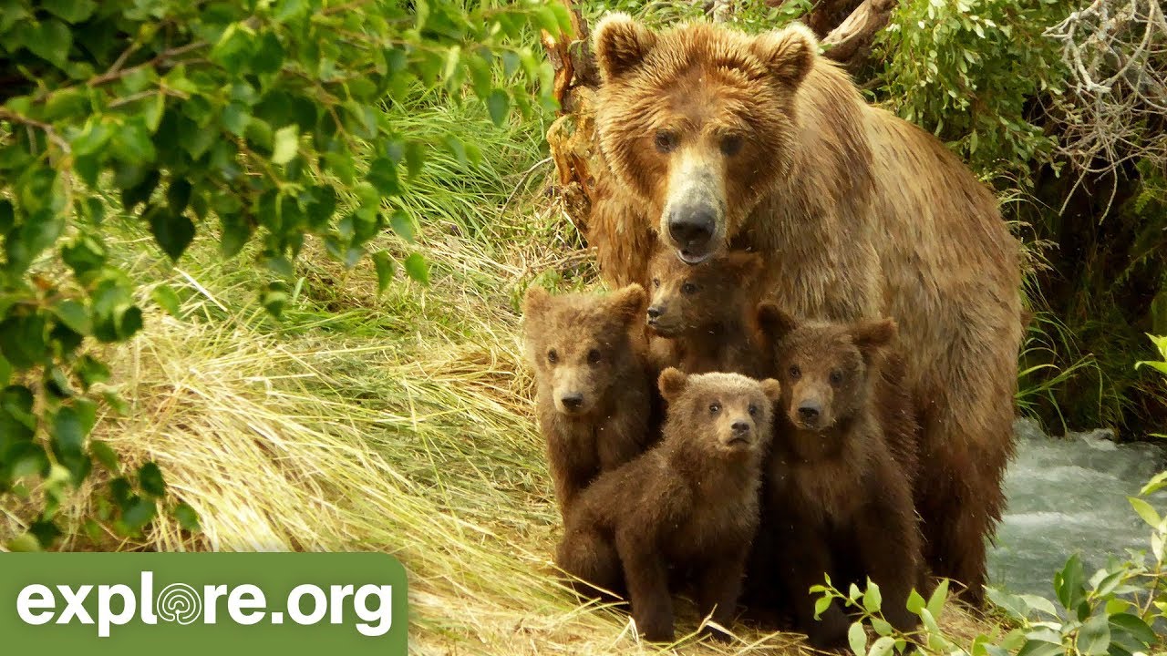 Meet Bear 402 - Bears of Brooks Falls