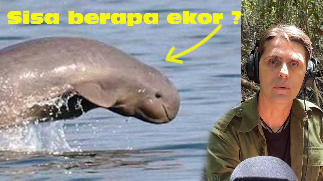 [Ep13] Apa kabar PESUT Kalimantan ??? (Dan apa itu Pesut ?)