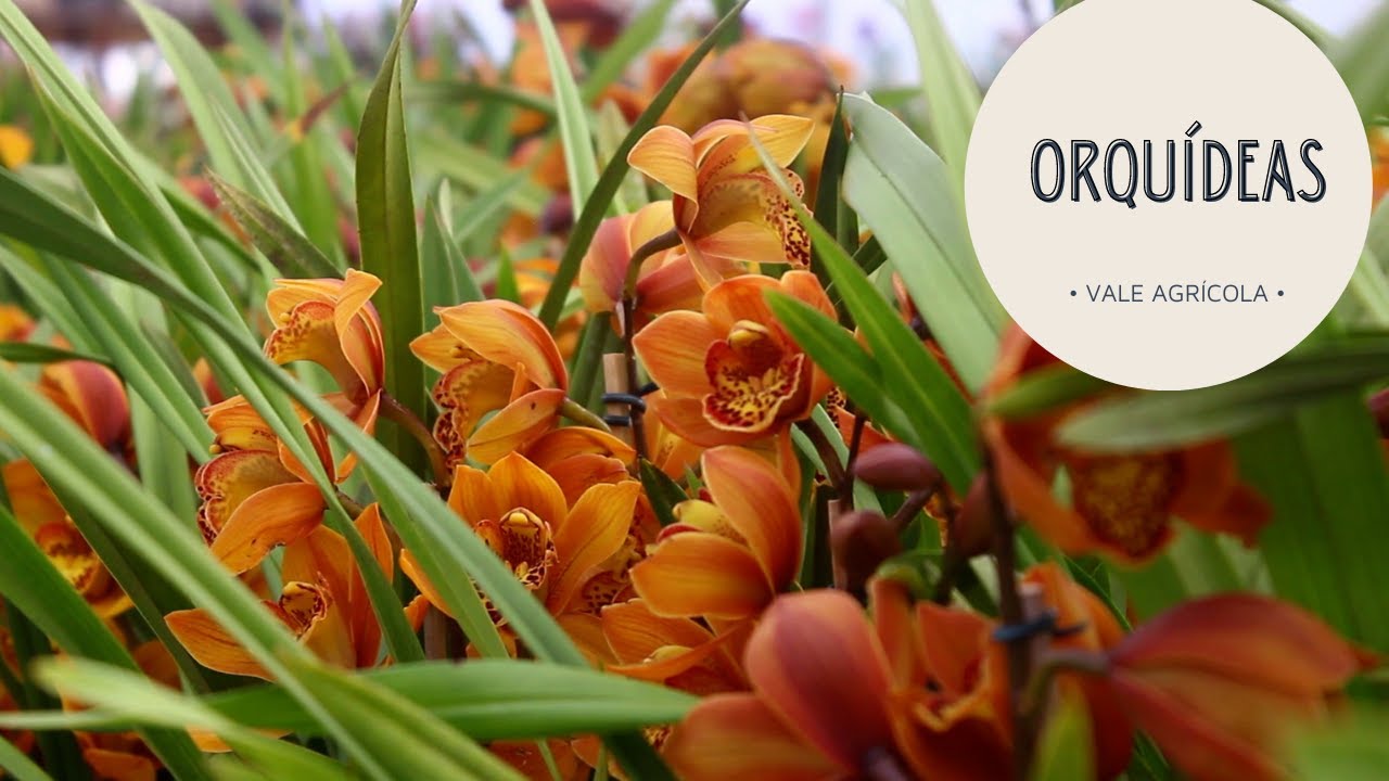 O ESPETÁCULO DAS ORQUÍDEAS