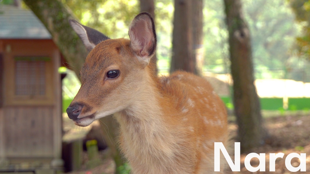 Nara (JP)
