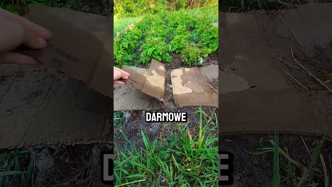 Darmowe kartony - spos&oacute;b na chwasty w ogrodzie! 😲🌱 #ogr&oacute;dek #działka #działkarod #chwasty #ogrodnik