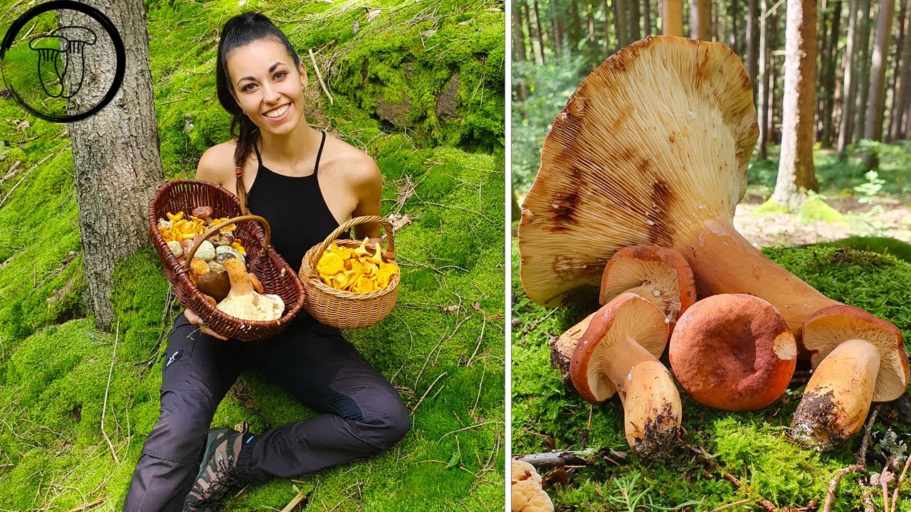 2 koše plné hub. Ryzec syrovinka, Holubinka nazelenalá, plný koš Lišek.