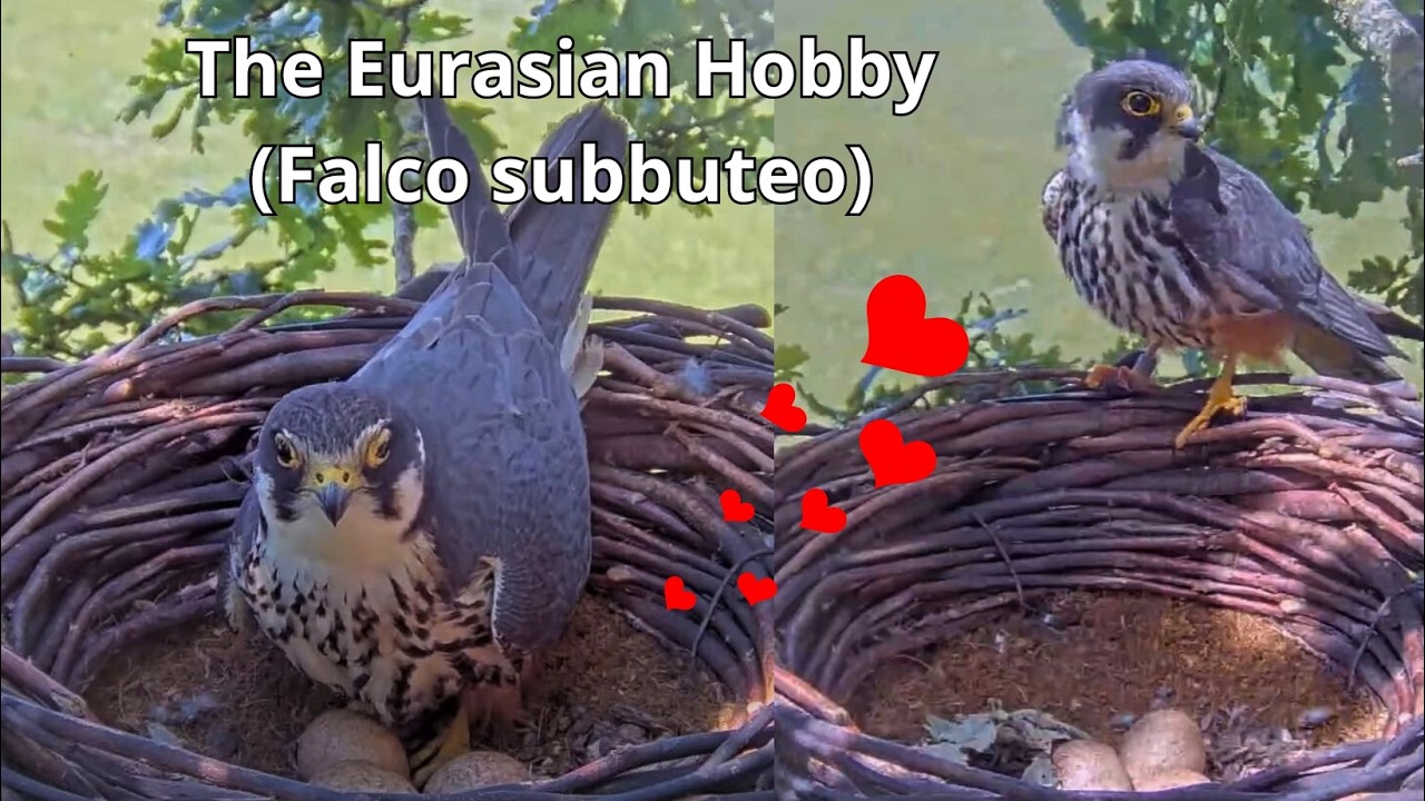 Amazing Falcon - Eurasian Hobby in Dorset, England;The Beginning Of The Season 2024