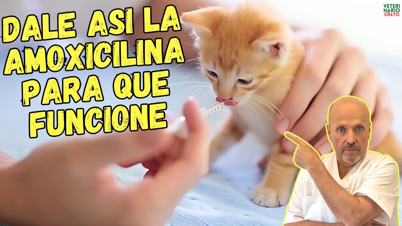 ✅ ¿COMO DAR LA AMOXICILINA PARA GATOS? ¿A QUE DOSIS? ¿PARA QUE SIRVE? ✅