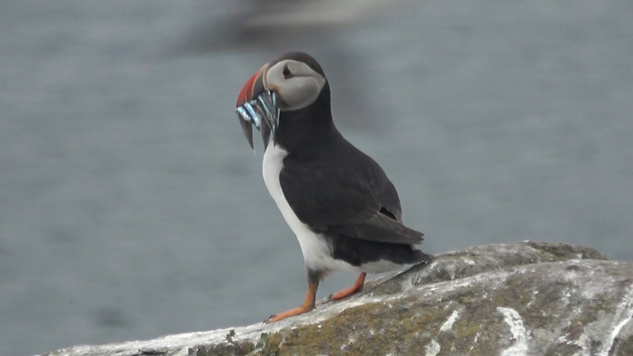 Serenity Farne Islands Boat Tour, 30th June 2024