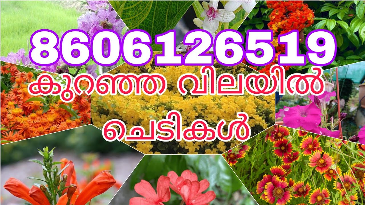 വില കുറവിൽ അടിപൊളി ചെടികൾ #8606126519