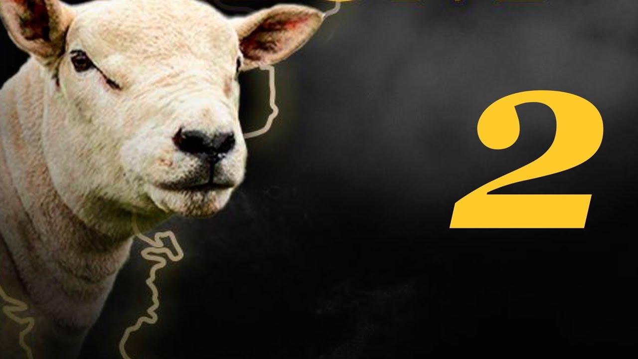 TEXEL PREMIUM INTERNACIONAL ( 2 )