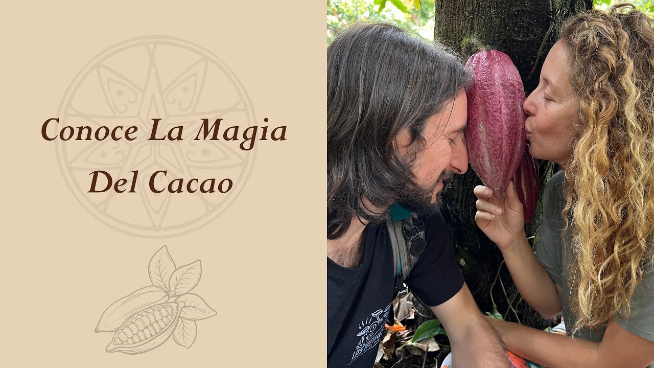 El Cacao  Un Aliado En Tiempos De Crisis