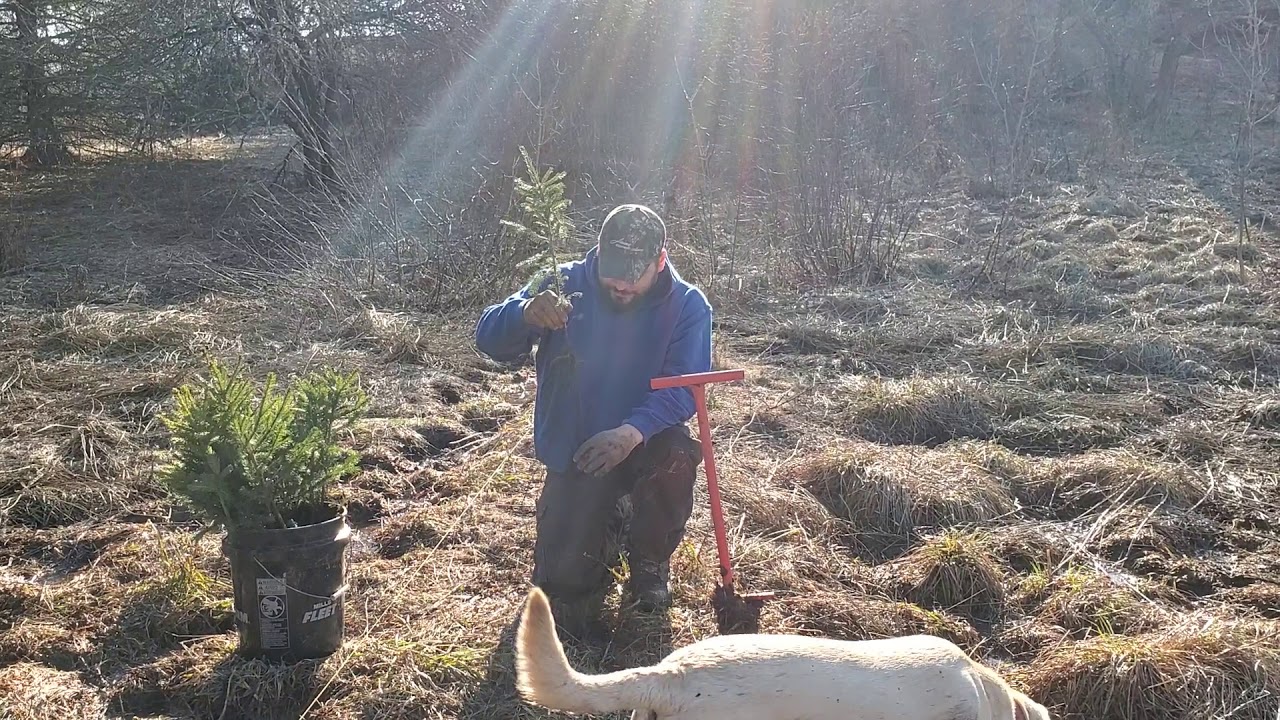 Planting Norway Spruce tree seedlings