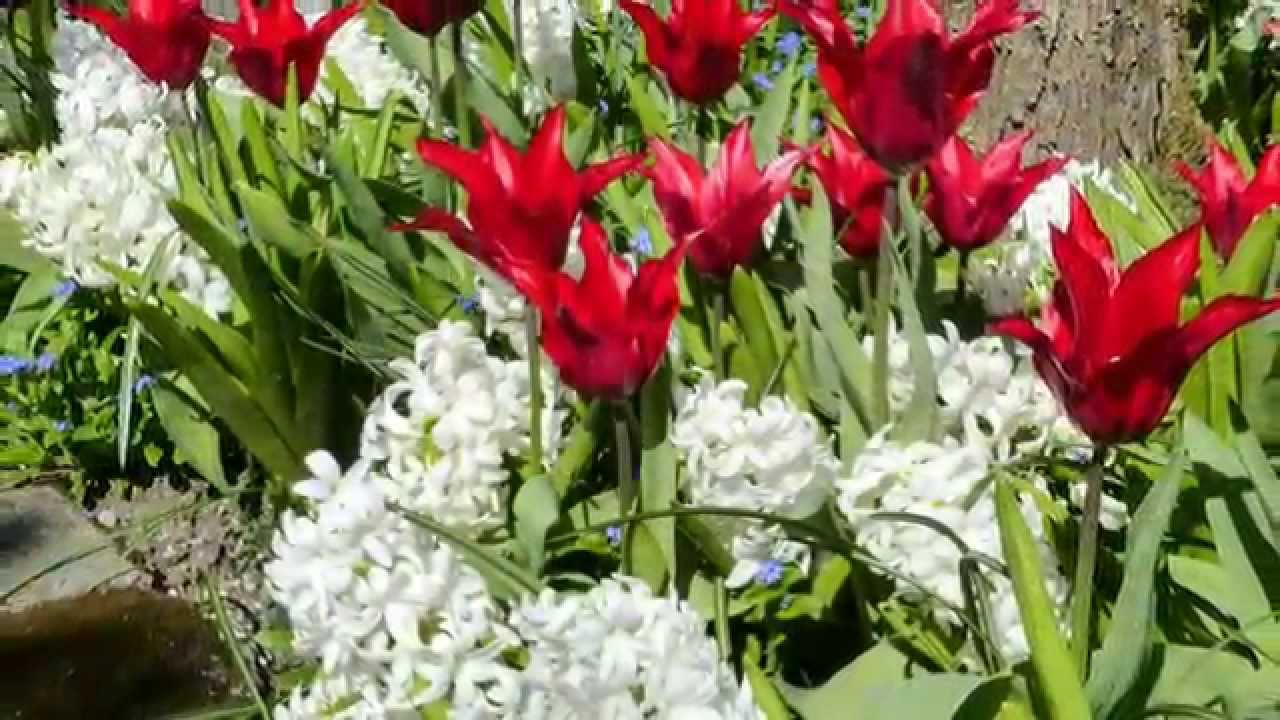 Butchart Gardens, Victoria, BC - Canada