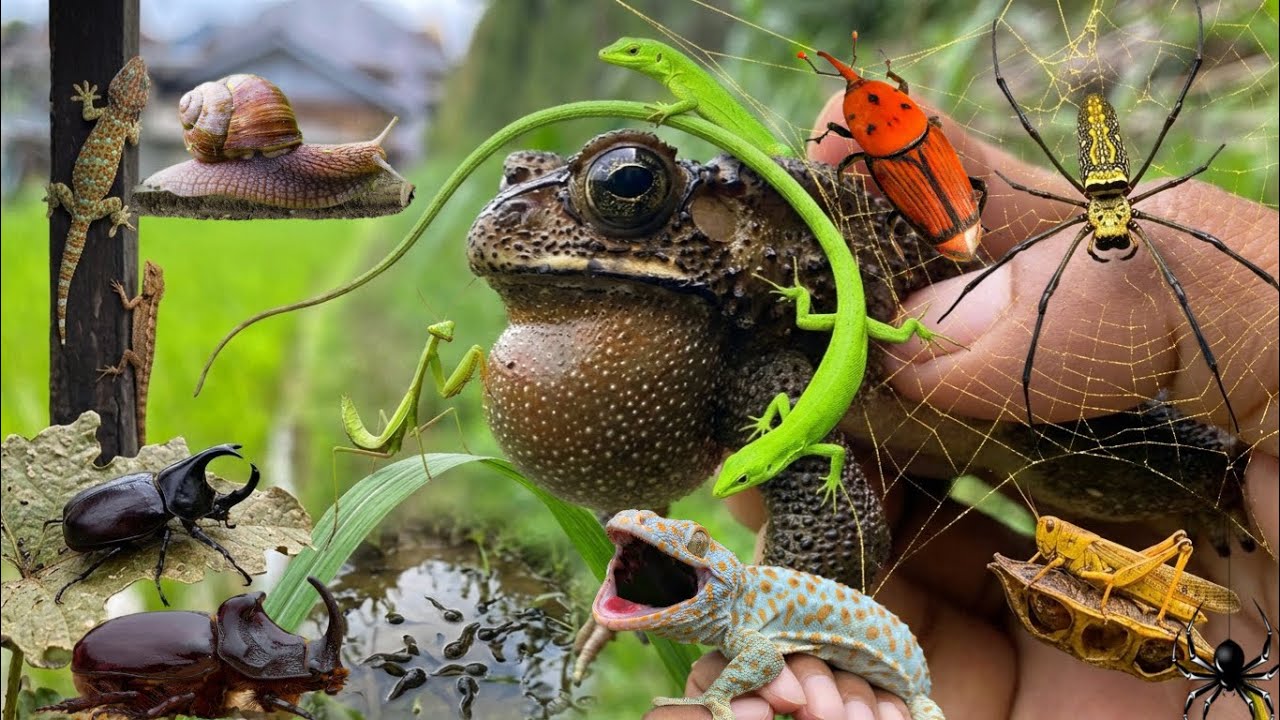 caught a very cute big frog