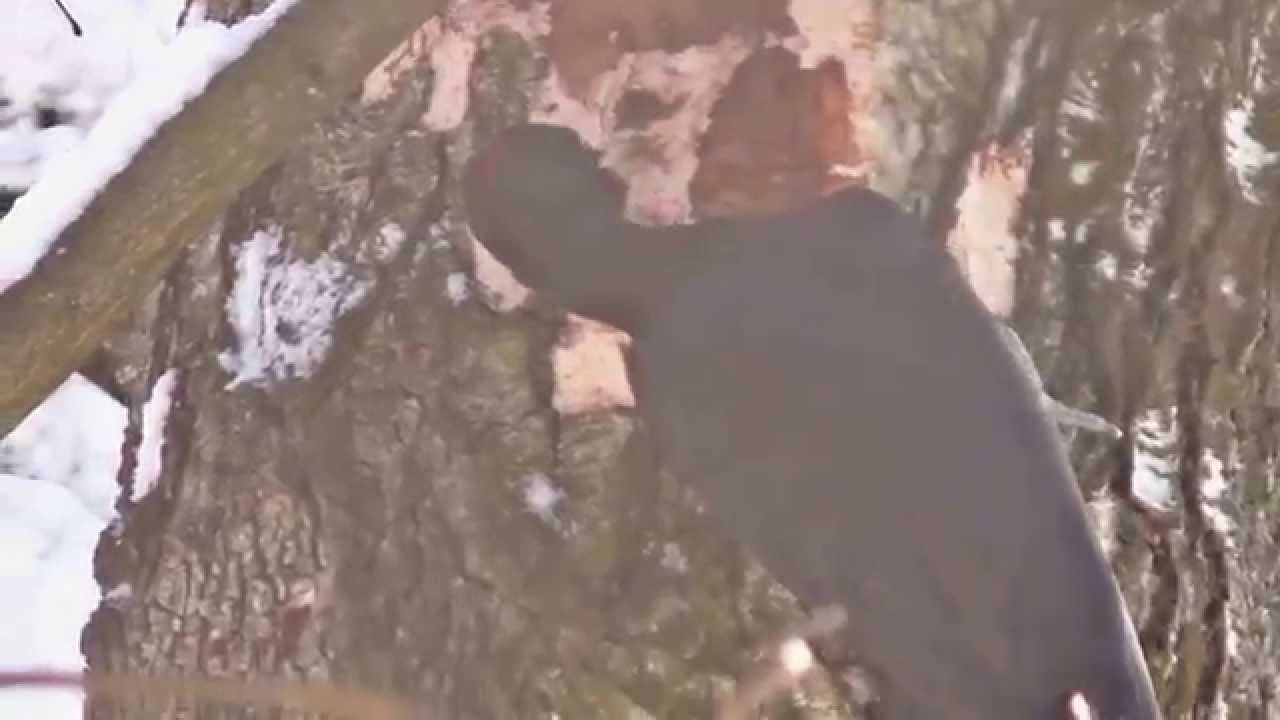 Желна́ (Чёрный дя́тел, лат. Dryocopus martius)