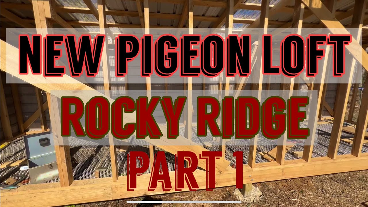 New Racing Pigeon Loft For 2025 Young Birds