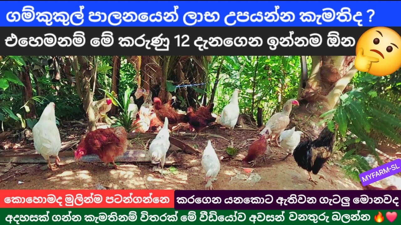 ගම්කුකුල් ගොවිපොළක් පටන්ගන්නෙ කොහොමද🤔 | How to start poultry farm at home  😯 | MYFARM-SL  🔥❤️❤🔥