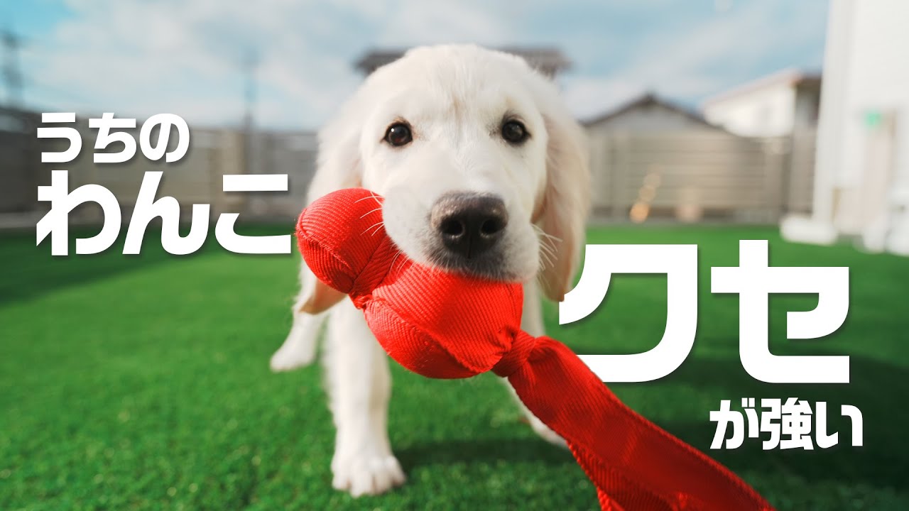 ゴールデンレトリバーの子犬のクセが強い動きに癒やされる