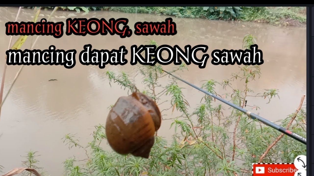 Mancing KEONG sawah , Mancing dapat KEONG sawah.