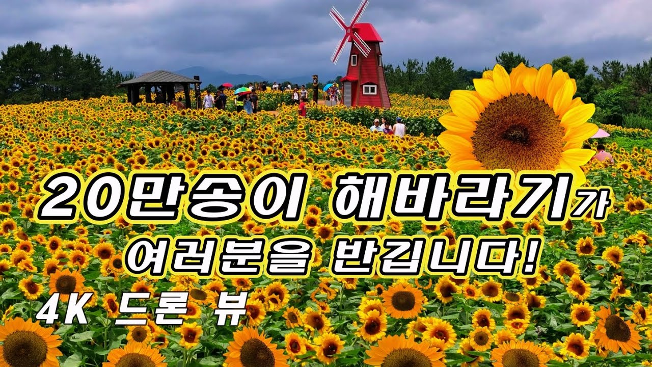 활짝 핀 20만송이의 해바라기 축제 #강주 해바라기 축제 #해바라기꽃축제 #Sunflower Festival