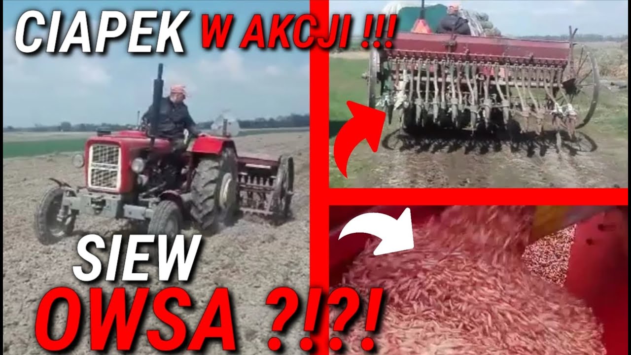 Siew owsa 2021!!! Ciapek w akcji!!