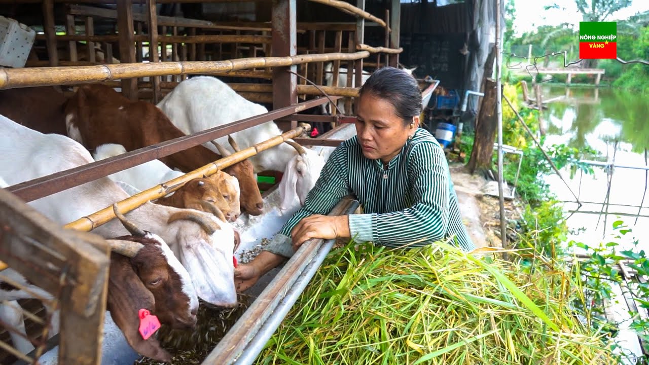 Người Hà Nội và Sài Gòn nuôi Dê như thế nào?