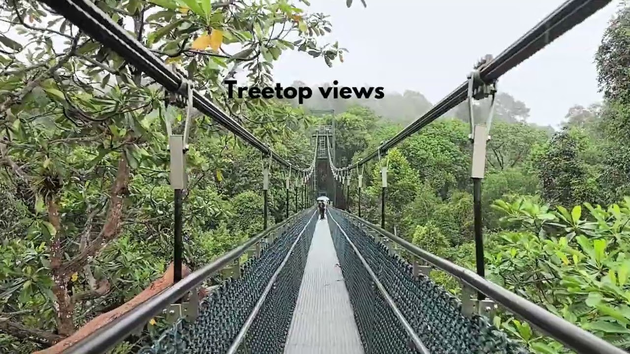 Treetop walk at MacRitchie Reservoir   I    25m above the ground
