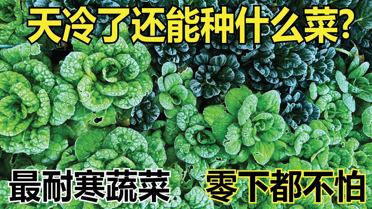 最耐寒的蔬菜！揭秘抗冻原理，❄️ 零下都不怕，冬季也能收获满满！
