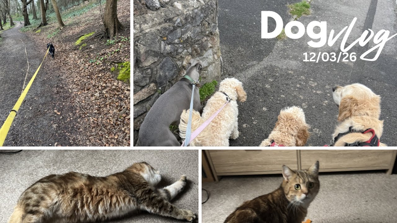 A busy Thursday! A day in the life of a dog walker 🐾