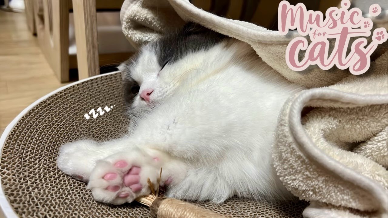 David Teie - Music for Cats 10H |  Cat Relaxing Sounds, Sleep, Stress Relief 🎵 고양이를 위한 편안한음악 10시간