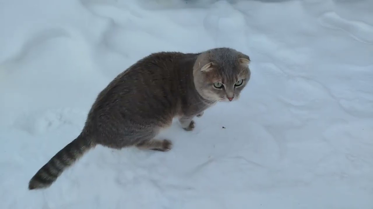 Кот Семён забыл что такое улица