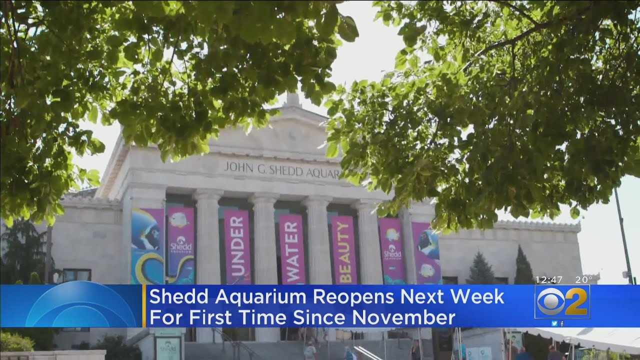 Shedd Aquarium, Field Museum Reopening After Closing For Months Due COVID-19 Restrictions