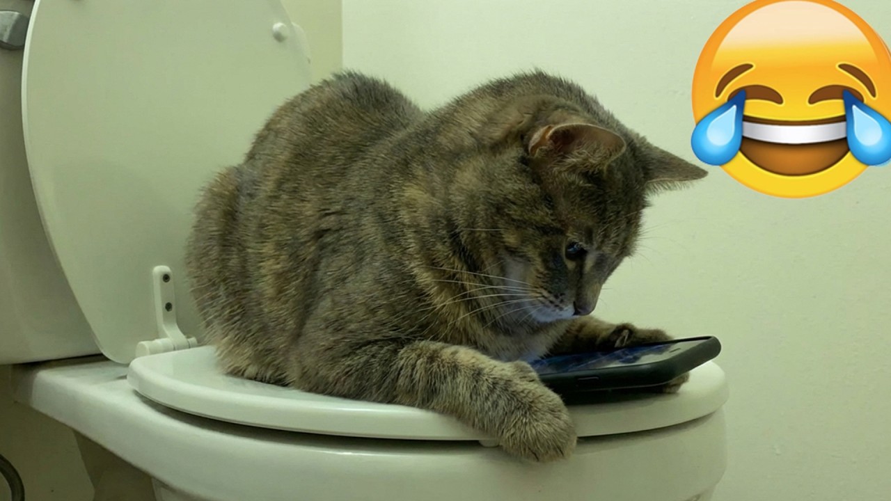 Try Not To Laugh 🍮 Funniest Cats & Dogs 😻 Funny Animals