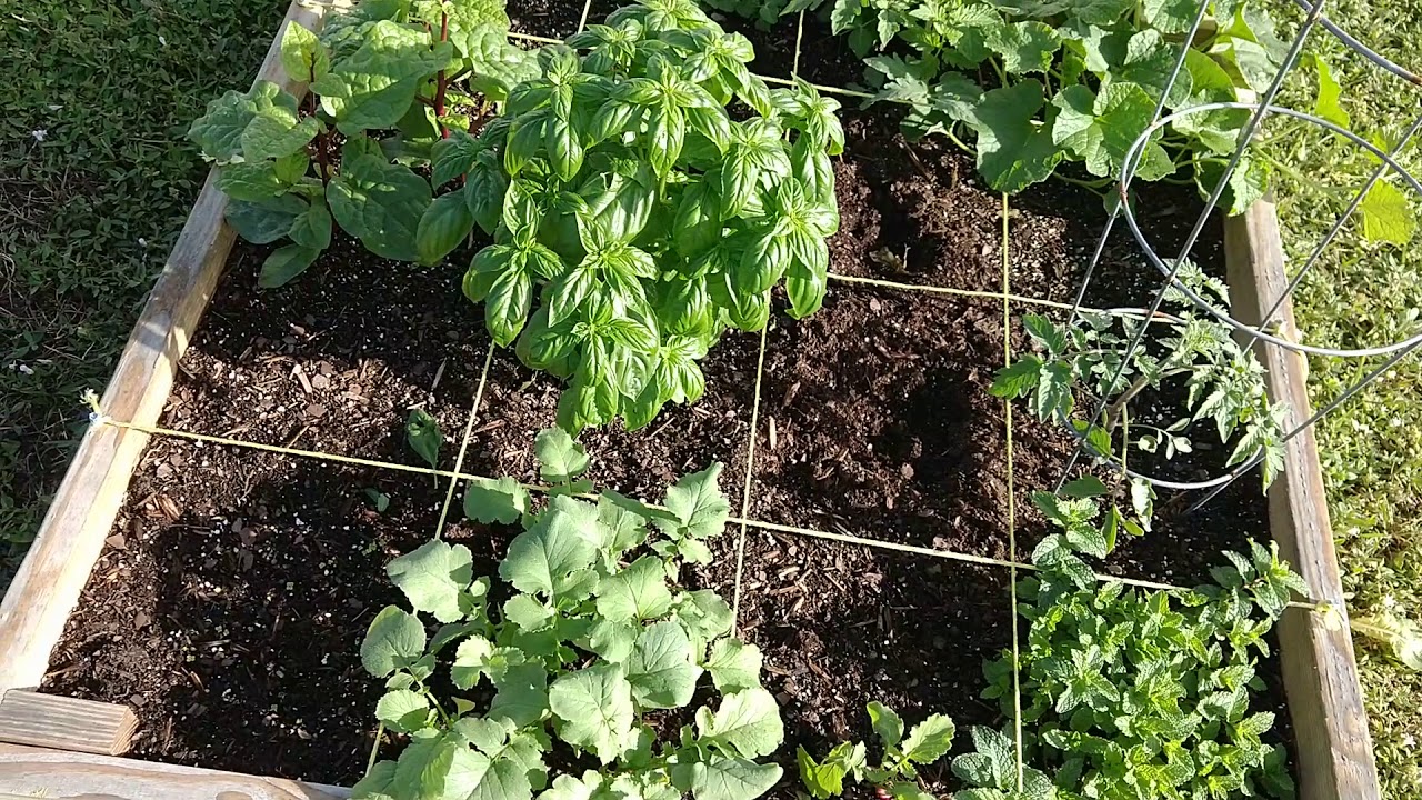 Big production in just 32 sq feet of garden boxes!