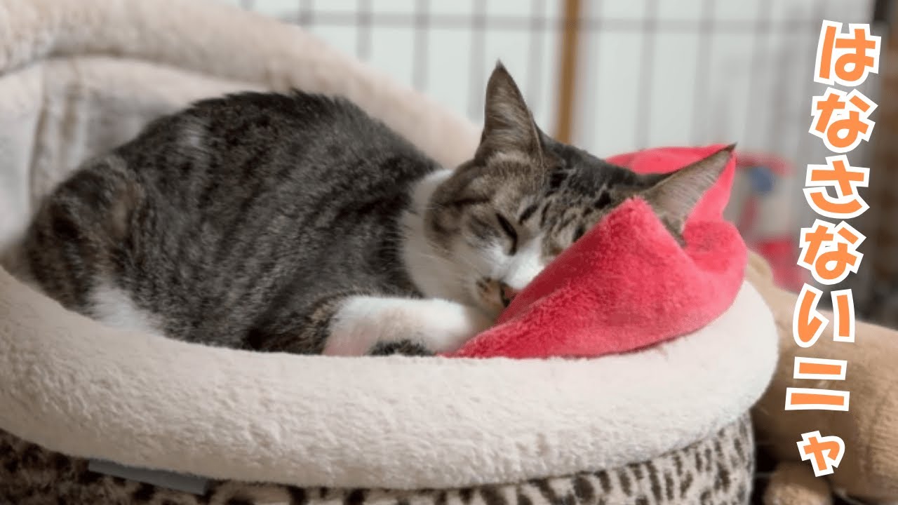 元野良猫、朝まで湯たんぽにうっとりしてる姿がかわいい