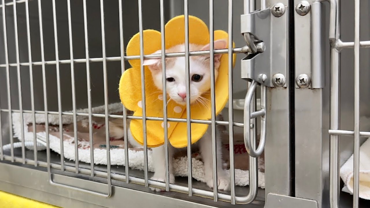 手術が終わり入院してた子猫を迎えに行ったら寂しすぎてこうなっちゃってました…