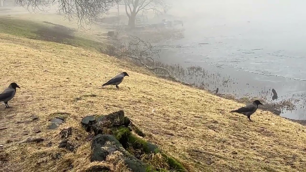 Crows and Ducks in the Foggy Birdwater Get cornbread and seeds March 7' - Ducky not agreed 
