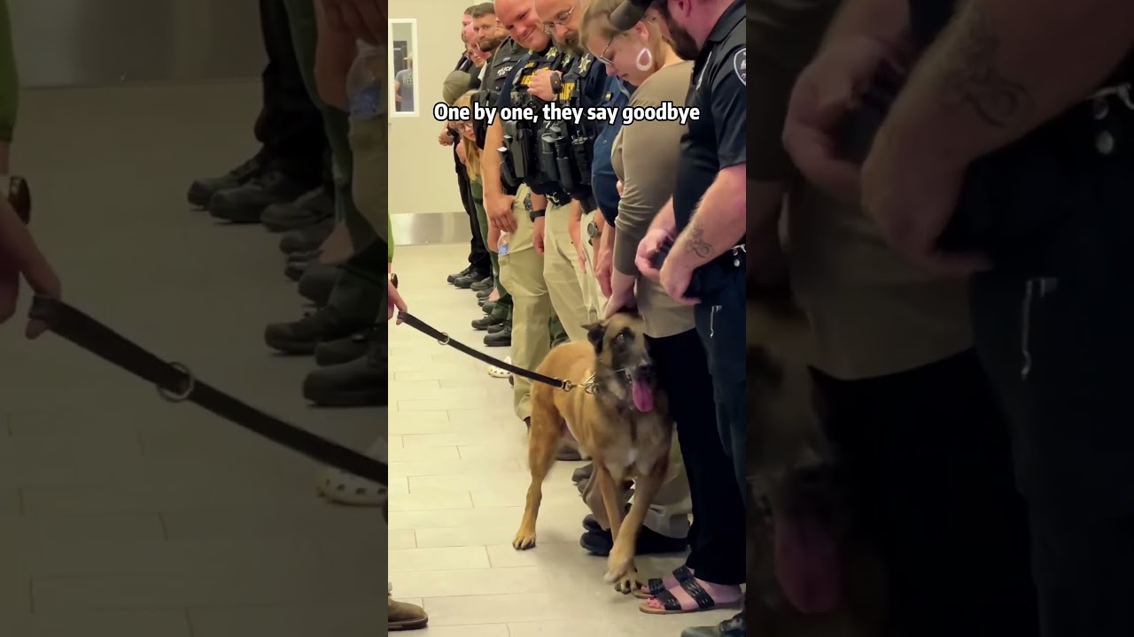 Years of service, a lifetime of love.❤️🐕#dog #k9 #policedogs #retirement #loyalty #foryou